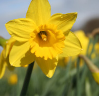one single bright yellow daffodil head