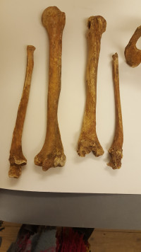 Skeleton 19 arm bones